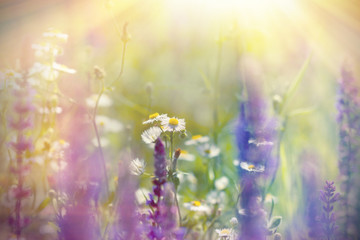 Meadow flowers lit by sunlight