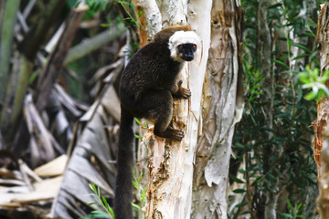 White-fronted brown lemur (Eulemur fulvus albifrons)