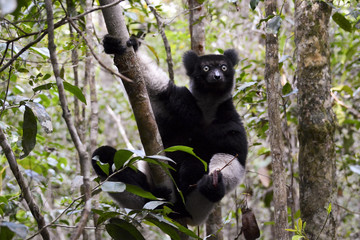 Indri, the largest lemur of Madagascar