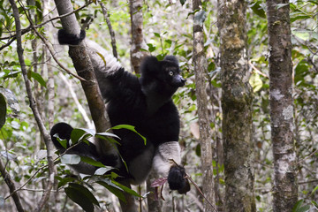 Indri, the largest lemur of Madagascar