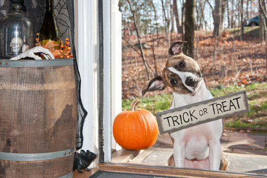Halloween Dog Trick Or Treating