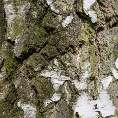 birch bark texture background