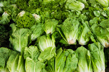 green vegetables in market.  Green cabbage and lettuce