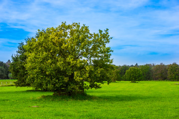Fototapeta na wymiar Field,tree and blue sky. oak tree