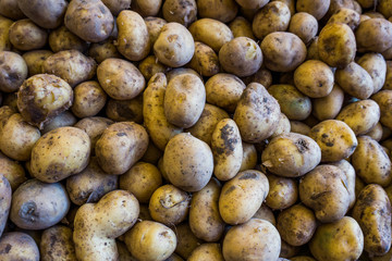 potatoes on a market.  Fresh organic young potatoes