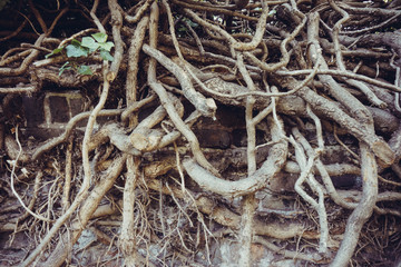 big tree root.  Roots of old tree