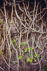 big tree root.  Roots of old tree