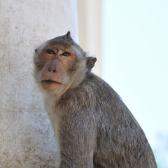 closeup of Monkey