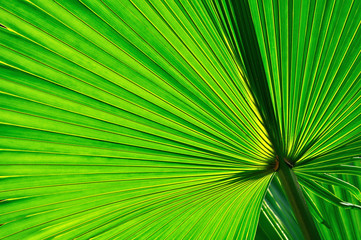 Fototapeta premium Palm leaf texture