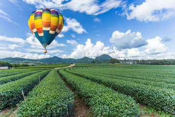 Hot air balloon over tea plantation