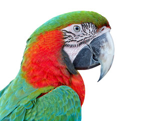 Closeup  Red and Green macaw , Thailand