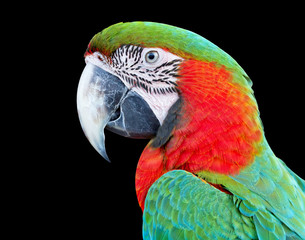 Closeup  Red and Green macaw , Thailand