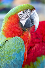 Closeup  Red and Green macaw , Thailand
