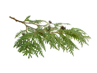 cypress branch isolated on white background