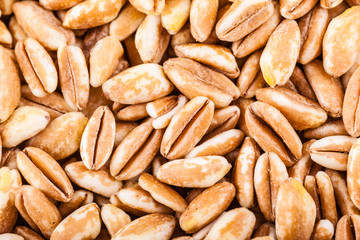 Spelt closeup