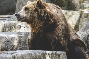 Fototapeta premium beautiful and furry brown bear, mammal