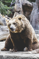 Obraz na płótnie Canvas beautiful and furry brown bear