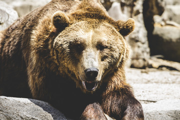 Fototapeta premium Predator, beautiful and furry brown bear, mammal