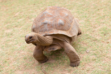 tortue géante d'Aldabra, anse Quitor, Rodrigues