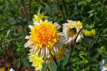 Dahlie Polka - Dahlia Polka 01