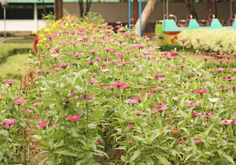 Fototapeta na wymiar Marigolds Flower Garden