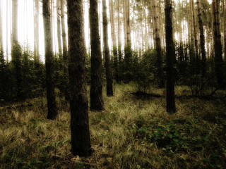 Vintage Photo of Pine Forest