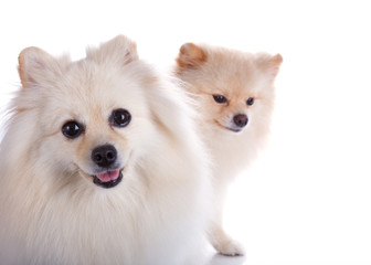 Obraz premium white pomeranian dog close up face