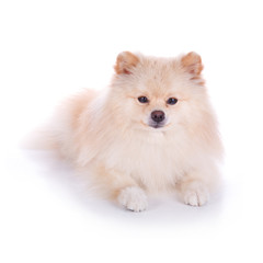 white pomeranian puppy dog