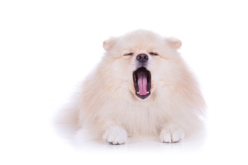 Naklejka na ściany i meble white pomeranian puppy dog