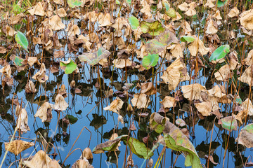Dead lotus in autumn