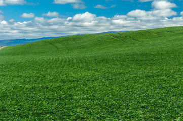 Rolling farm field of green wheat