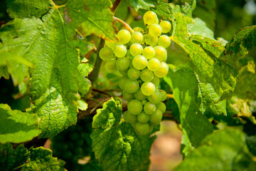 White bunches of grape in the vineyard