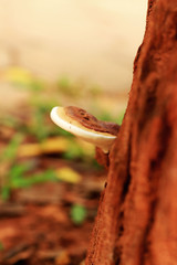 Mushrooms in the nature