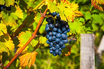 Red bunches of grape in the vineyard