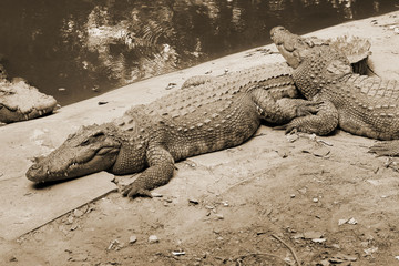 Crocodile in the nature