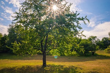 Sun shining through tree