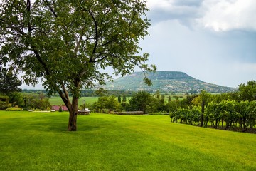Fototapeta na wymiar Garden with trees near Badacsony, Hungary