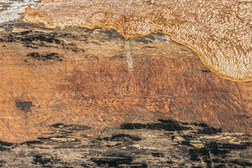 Wood timber decay isolated on white background