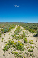 Dirt Path into Wilderness