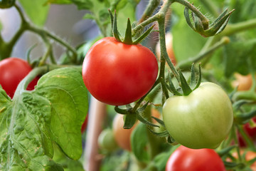 Ripe fresh tomatoes growing on the vine.