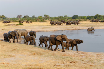 several heard of African elephants at waterhole