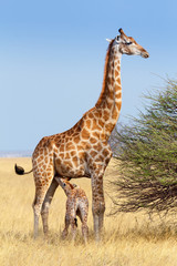 adult female giraffe with calf suckling breast milk