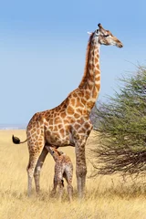 Peel and stick wall murals Giraffe adult female giraffe with calf suckling breast milk