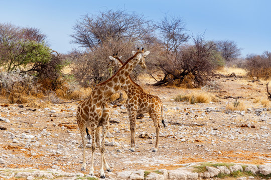two Giraffa camelopardalis near waterhole