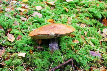 Orange-cap boletus growing in the forest