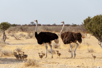 Family of Ostrich with chickens, Struthio camelus, in Namibia