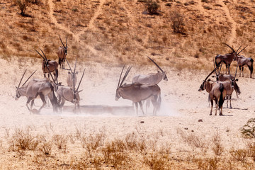 Gemsbok, Oryx gazella on sand dune