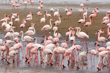 Fototapeta premium Rosy Flamingo colony in Walvis Bay Namibia