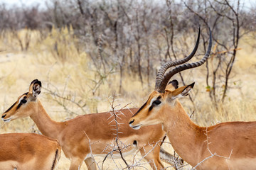 Springbok Antidorcas marsupialis