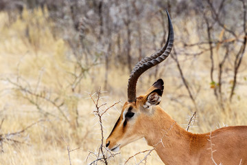 Portrait of Springbok Antidorcas marsupialis